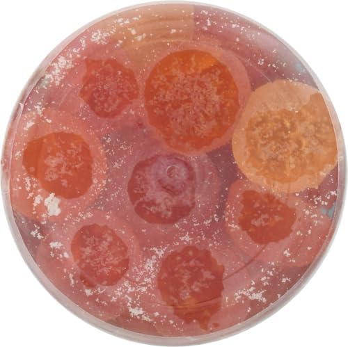 Emergen-C Kidz Vitamin C Immune Support Gummies Fun-Tastic Fruit 44CT Includes Zinc, Manganese, B Vitamins and Vitamin D for Back to School Essentials, (Pack of 2)