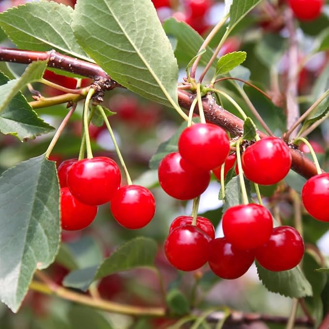 PURE ORIGINAL INGREDIENTS Tart Cherry Extract (1 lb) Non-GMO, Herbal Supplement