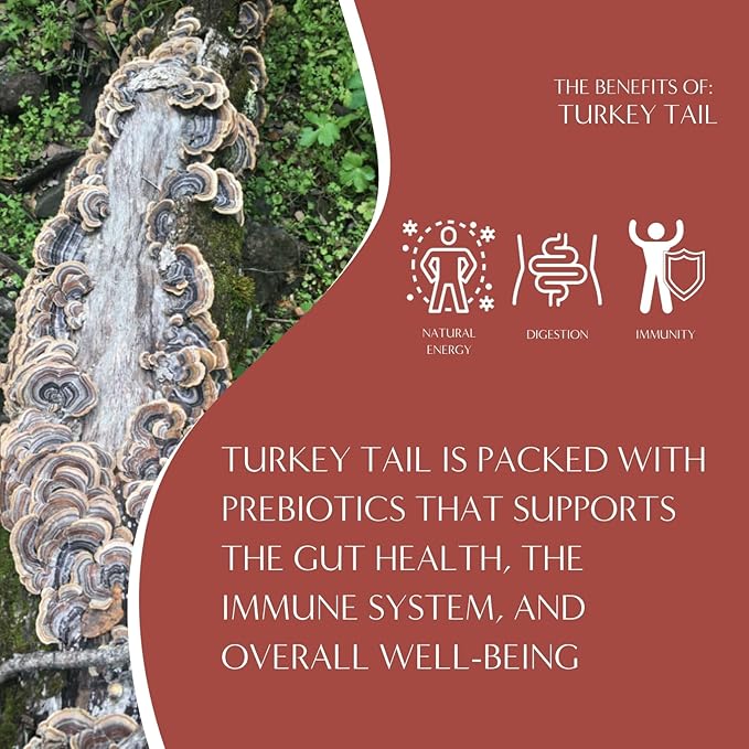 Teeccino Mushroom Herbal Tea - Turkey Tail Astragalus Toasted Maple - Caffeine Free, Prebiotic, 3x More Herbs - 25 Tea Bags