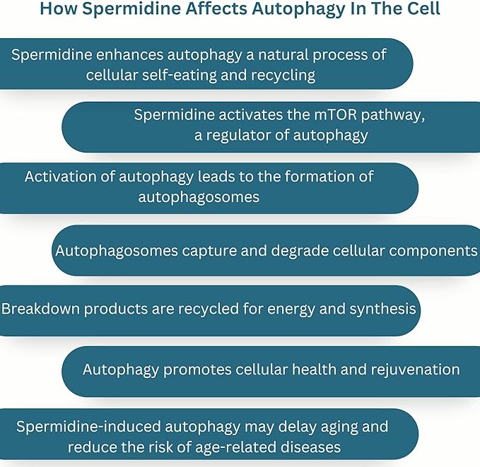 New World Health Brands Pure Spermidine (20mg) | 60 Tablets - Fertility, Anti-Aging & Reproductive Health Support, Easy to Swallow