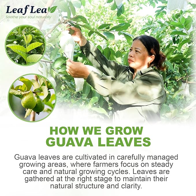 LeafLea 120 Guava Leaf Tea Bags, Premium Natural Herbal Tea, 100% Hojas De Guayaba, Caffeine-Free, Non-GMO, Supports Digestion & Immune Health, Packed with Natural Goodness