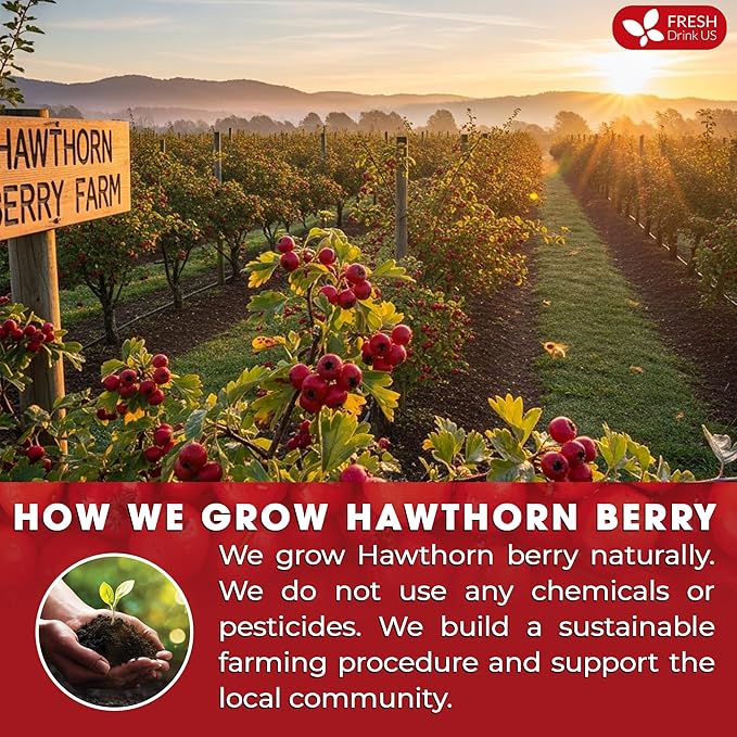 FreshDrinkUS, Premium Hawthorn Berry Tea - 40 Tea Bags - 100% Natural Herbal Infusion, Caffeine-Free, Rich Aroma & Smooth Taste. Vegan