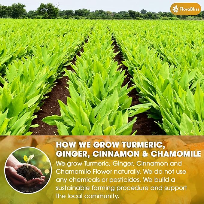 FloraBliss 50 Bags Premium Turmeric, Ginger, and Cinnamon Tea with Chamomile, Extra Strength 2.2g/Bag, 100% Natural, Caffeine-Free, Vegan, Eco-Friendly, Supports Digestion, Relaxation