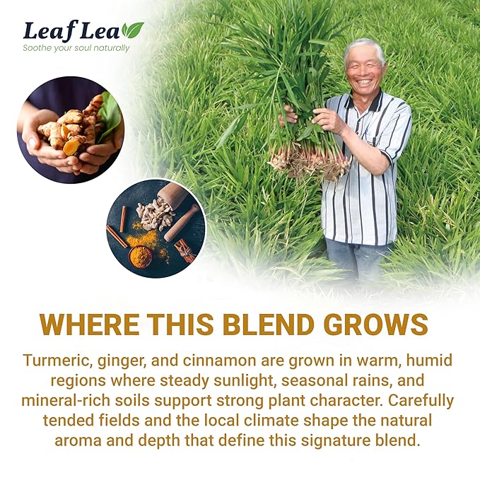 LeafLea 240 Turmeric Ginger Tea Bags, 100% Natural Herbal Blend with Cinnamon, Supports Digestion and Immune Health, Warm and Spicy Flavor, Sugar-Free, Caffeine-Free, Non-GMO, Pack of 6